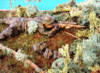 Clicca sull'immagine per ingrandirla

Nome:   diorama2.gif 
Visite: 27 
Dimensione:   122.2 KB 
ID: 104877
