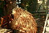 Clicca sull'immagine per ingrandirla

Nome:   IMG_7890.jpg 
Visite: 62 
Dimensione:   196.3 KB 
ID: 106878