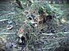 Clicca sull'immagine per ingrandirla

Nome:   ghillie concorso.jpg 
Visite: 69 
Dimensione:   210.1 KB 
ID: 107075
