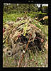 Clicca sull'immagine per ingrandirla

Nome:   sniper.jpg 
Visite: 191 
Dimensione:   71.2 KB 
ID: 144521