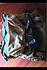 Clicca sull'immagine per ingrandirla

Nome:   image-2522342104.jpg 
Visite: 34 
Dimensione:   47.9 KB 
ID: 148261