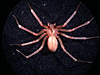 Clicca sull'immagine per ingrandirla

Nome:   image-3029592917.jpg 
Visite: 22 
Dimensione:   25.0 KB 
ID: 151353