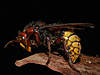 Clicca sull'immagine per ingrandirla

Nome:   image-2391683810.jpg 
Visite: 32 
Dimensione:   59.1 KB 
ID: 151358