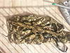 Clicca sull'immagine per ingrandirla

Nome:   20121112_123741.jpg 
Visite: 126 
Dimensione:   131.7 KB 
ID: 171655