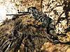 Clicca sull'immagine per ingrandirla

Nome:   SNIPER-P4.jpg 
Visite: 179 
Dimensione:   142.1 KB 
ID: 186647