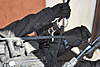 Clicca sull'immagine per ingrandirla

Nome:   SASBLACK0202.jpg 
Visite: 11 
Dimensione:   112.0 KB 
ID: 207569