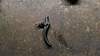Clicca sull'immagine per ingrandirla

Nome:   20140312_165155.jpg 
Visite: 55 
Dimensione:   61.3 KB 
ID: 244075
