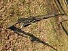 DSCN1684