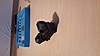 Clicca sull'immagine per ingrandirla

Nome:   20150513_185521.jpg 
Visite: 228 
Dimensione:   50.2 KB 
ID: 279060