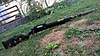 Clicca sull'immagine per ingrandirla

Nome:   WP_20160915_014.jpg 
Visite: 96 
Dimensione:   194.5 KB 
ID: 299440