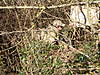 Clicca sull'immagine per ingrandirla

Nome:   dsc03034.jpg 
Visite: 67 
Dimensione:   52.4 KB 
ID: 34363