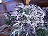 Clicca sull'immagine per ingrandirla

Nome:   DSCN1373..jpg 
Visite: 38 
Dimensione:   177.2 KB 
ID: 37461