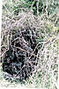 Clicca sull'immagine per ingrandirla

Nome:   ghillie 3.jpg 
Visite: 136 
Dimensione:   111.5 KB 
ID: 3956