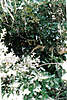 Clicca sull'immagine per ingrandirla

Nome:   ghillie 4.jpg 
Visite: 105 
Dimensione:   107.7 KB 
ID: 3957