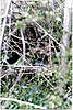 Clicca sull'immagine per ingrandirla

Nome:   ghillie 6.jpg 
Visite: 117 
Dimensione:   109.0 KB 
ID: 3959