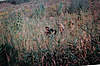 Clicca sull'immagine per ingrandirla

Nome:   ghillie  8.jpg 
Visite: 259 
Dimensione:   63.3 KB 
ID: 4041