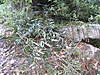 Clicca sull'immagine per ingrandirla

Nome:   cecchino sotto f&#114.jpg 
Visite: 179 
Dimensione:   209.6 KB 
ID: 40497