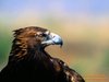 L'avatar di blackeaglelivorno