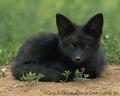L'avatar di blackfox