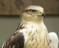 L'avatar di falco59