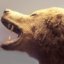 L'avatar di orso2
