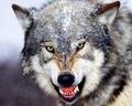 L'avatar di wolf89