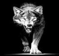 L'avatar di white_lgm