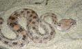 L'avatar di desert=viper