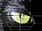 Noeasy avatar