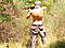 Big Bull avatar