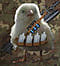 SnoopyAndy avatar
