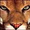 Cougar 218 avatar