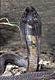 Ringhal avatar