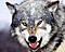wolf89 avatar