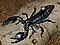 scorpion8 avatar