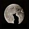 gatto tt avatar